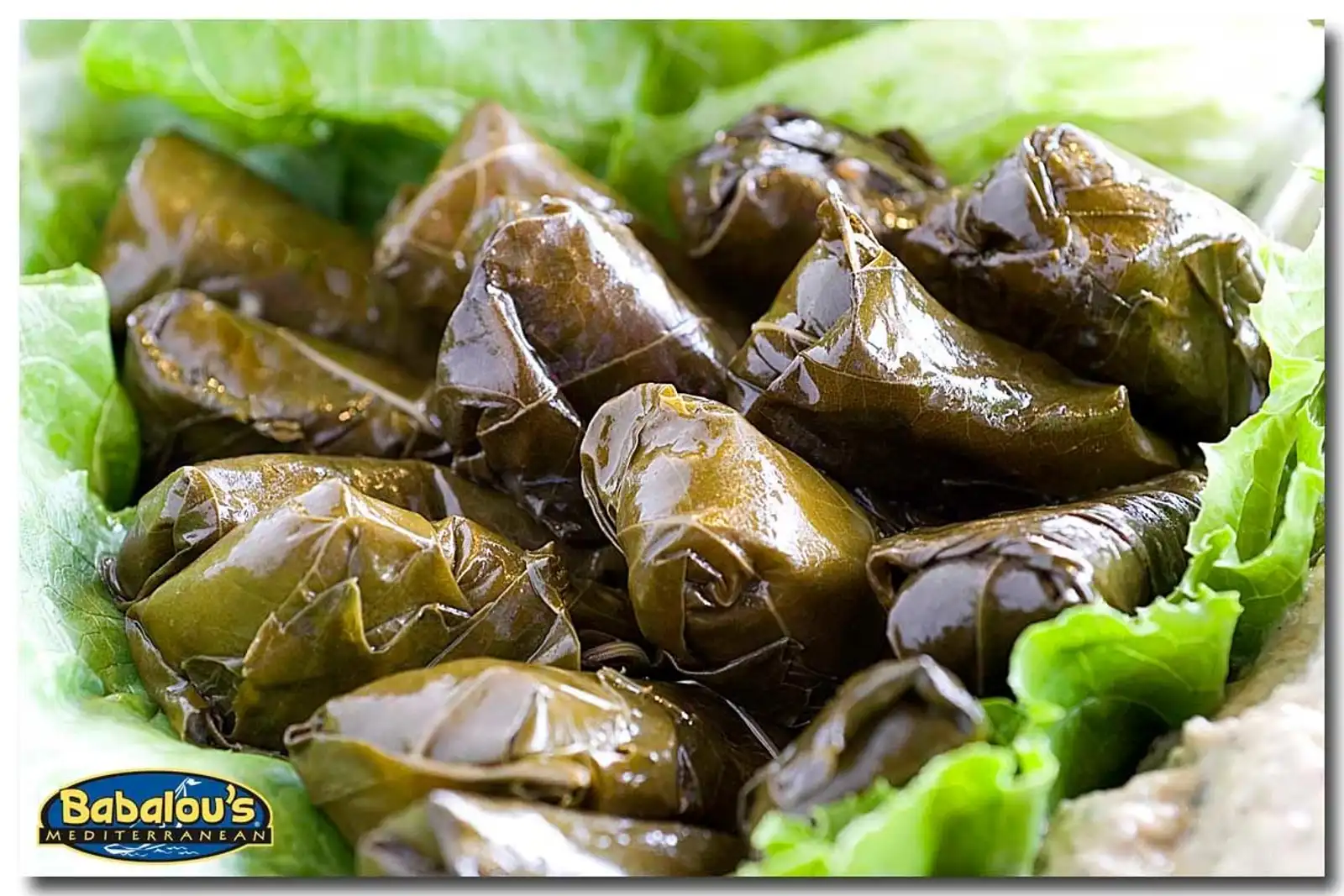 Stuffed grape leaves on a bed of lettuce